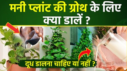 Money Plant Growth Tips: मनी प्लांट को कैसे बढ़ाएं,जल्दी ग्रोथ टिप्स,दूध डालना चाहिए या नहीं ?