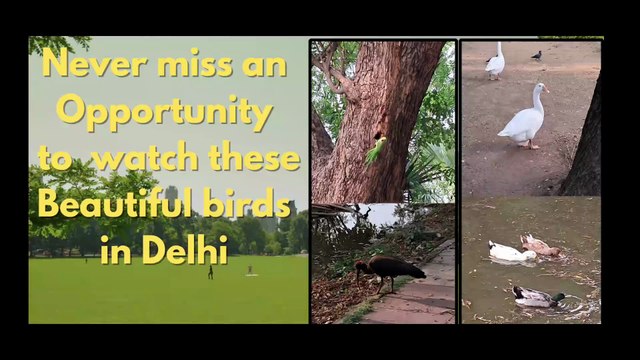 Explore nature’s wonders in the heart of the city! #Viral #Trending #DelhiBirds #NatureLovers #BirdWatching
