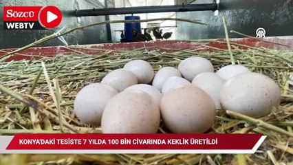 Konya'daki tesiste 7 yılda 100 bin civarında keklik üretildi