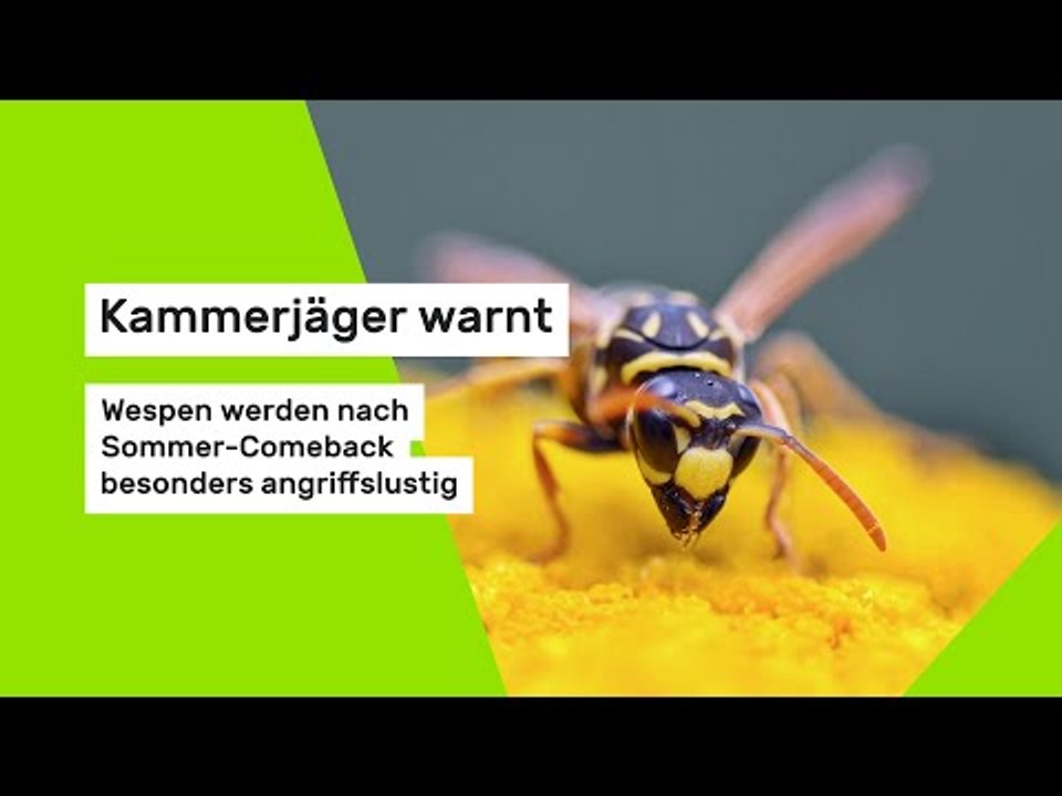 Kammerjäger warnt: Wespen werden nach Sommer-Comeback besonders angriffslustig