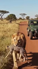 Park Ranger Saves Cub From Deadly Lion! #animals #animalrescue