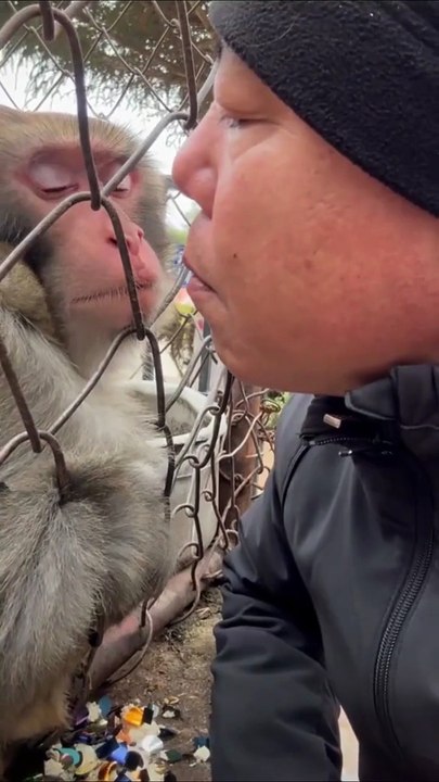 When humans and monkeys look at each othe