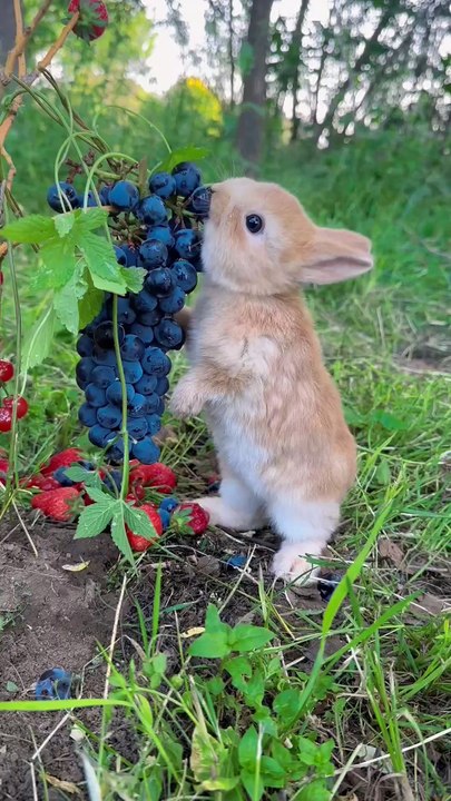 3_#cute #rabbit