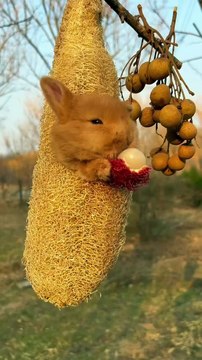 1_The little bunny hugs and eats fruit, so cute#cute #bunny