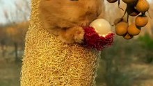 1_The little bunny hugs and eats fruit, so cute#cute #bunny