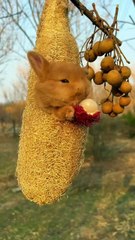 1_The little bunny hugs and eats fruit, so cute#cute #bunny