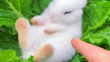 4_#cute #rabbit