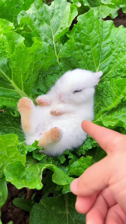 4_#cute #rabbit