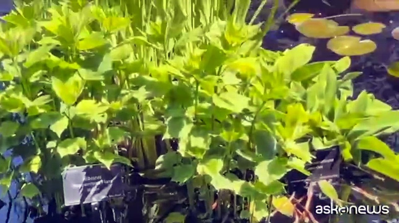 Denver, ai Giardini Botanici si studia storia dell'acqua in Italia