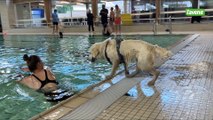 Découverte du Swimming dog à la piscine de la Spetz d'Arlon
