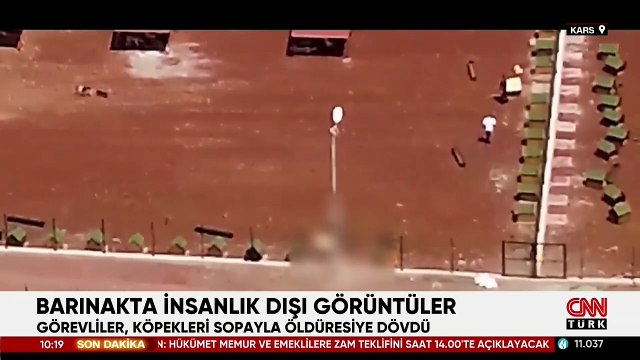 Barınakta insanlık dışı görüntüler: Köpekleri öldüresiye dövdüler, sopayla yere fırlattılar!