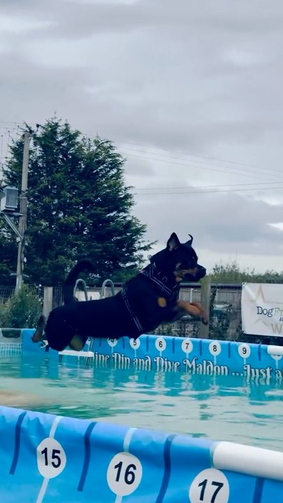Piscine pour chien