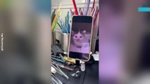 Artist Creates Cat Meme Sculpture From Glass