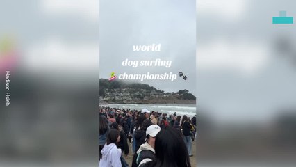 Dogs Surfing Championship