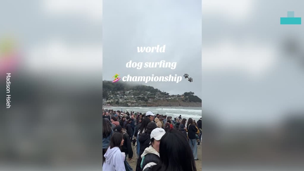 Dogs Surfing Championship