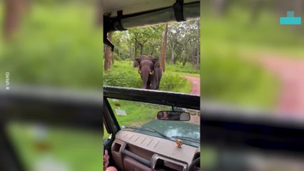 Elephant Charges at Car