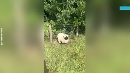 Hikers Rescue Sheep Trapped in Bramble