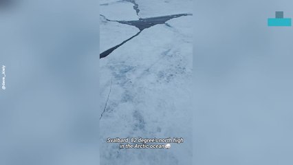 Polar Bears Roam Calmly in Stunning Arctic Scene
