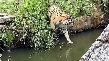 Tigri e formichieri giganti cercano refrigerio: i tuffi di Ferragosto