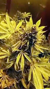 Drug dealer films himself in cannabis factory