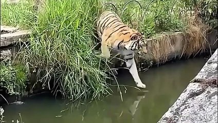 Tigri e formichieri giganti cercano refrigerio: i tuffi di Ferragosto