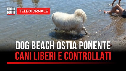 Telegiornale Roma e Regione Lazio - edizione delle 1300 di Martedì 12 Agosto 2025