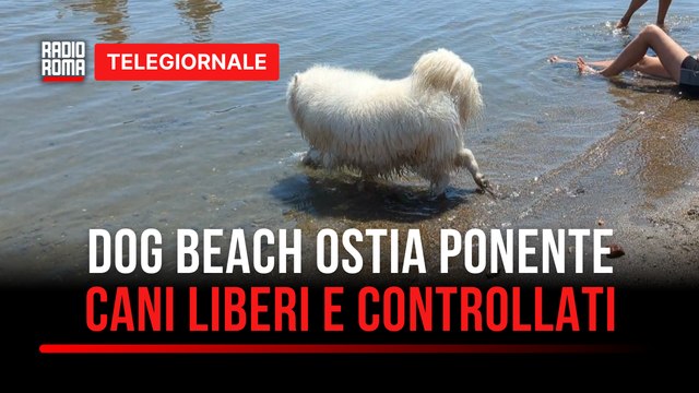 Telegiornale Roma e Regione Lazio - edizione delle 1300 di Martedì 12 Agosto 2025