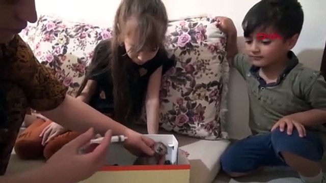 Hakkari'de toplu hayvan katliamı: Aralarında tilki de var!