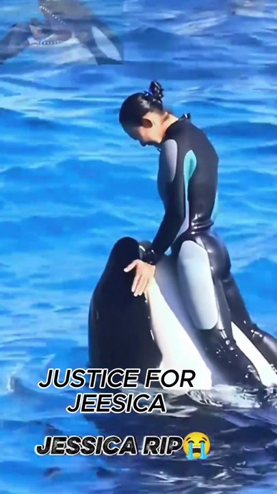 Jessica dolphin incident jessica radcliffe orca at