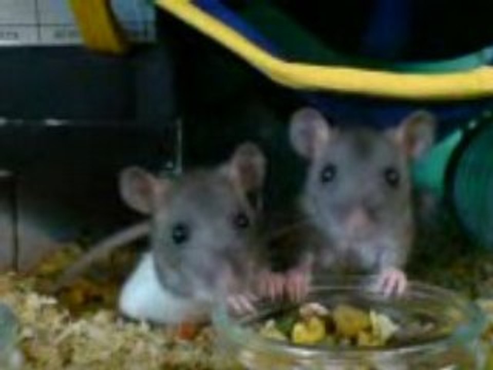 Les fifilles a table, avec kelke coup de préssion !!