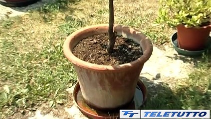 Video News - West Nile, un caso asintomatico nel bresciano