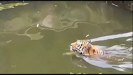 Tigri e formichieri giganti cercano refrigerio: i tuffi di Ferragosto