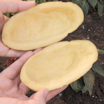 ASTUCES pour garder votre jardin en bonne santé et à l'abri des insectes