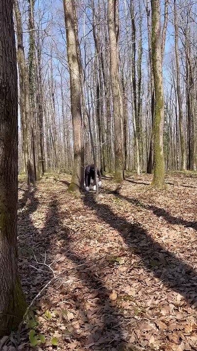 how to climb a tree in nature mountain man