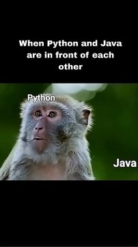 'When Python Meets Java😎⚔️#csvision #memes #javaprogramming #python #coding #funny