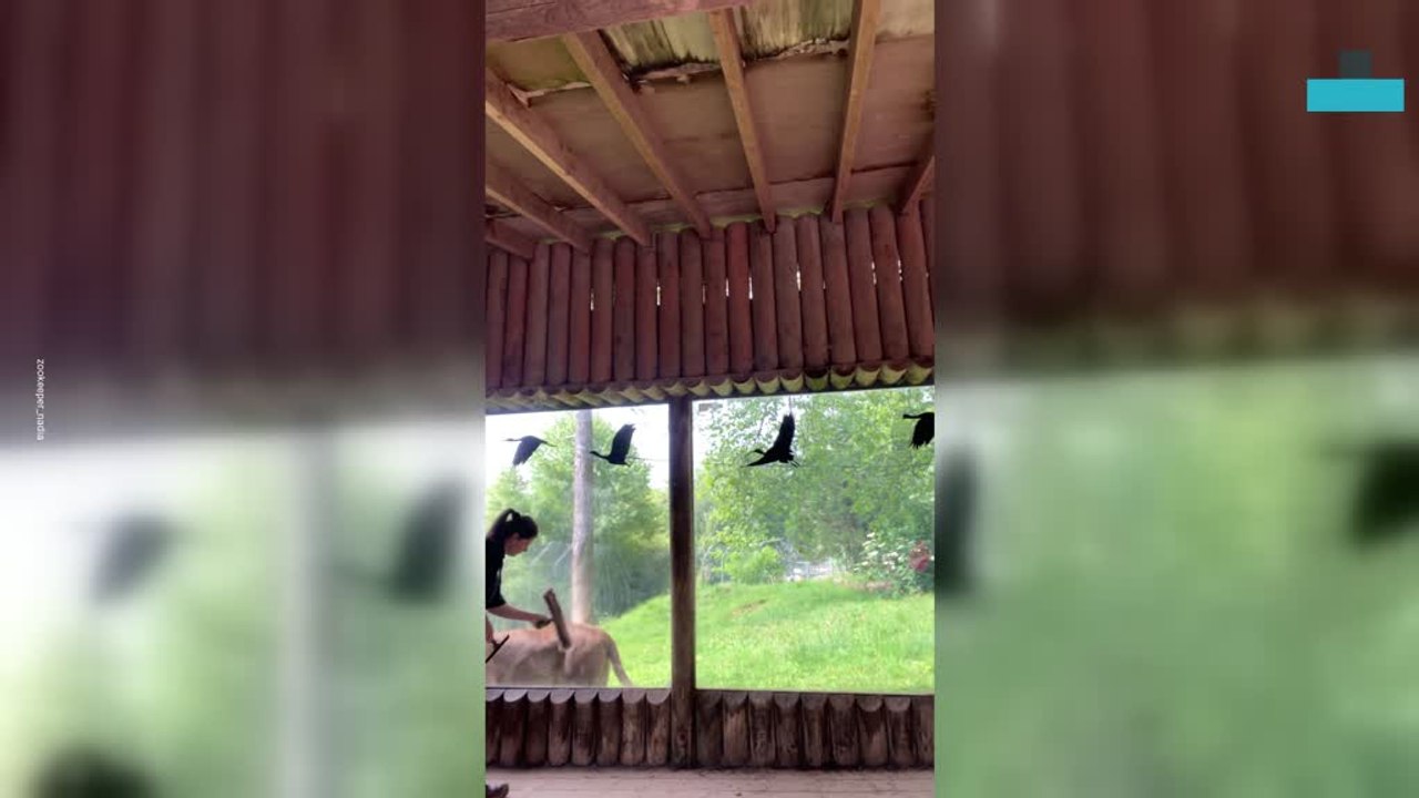 Lion Appears to Help Keeper Clean Window