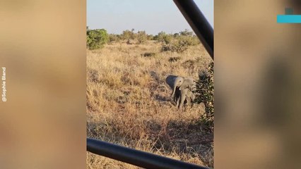 Baby Elephant Mock Charges Tourists Before Mom Steps in
