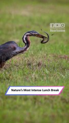 Epic Battle: Heron vs. Eel — Nature’s Ultimate Survival Showdown!|| Heartsome 💖