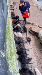 ¿Ratas comestibles? El polémico manjar que desafía tabúes y es popular en China (Video)