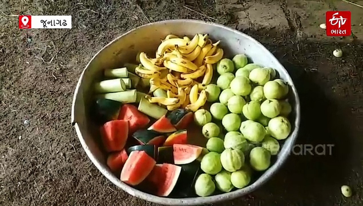 વિશ્વ હાથી દિવસ: હાથી પાળવા હિંમત સાથે ગજુ પણ મોટું રાખવું પડે, મહાવતે ખોલ્યા હાથીના ખોરાક વિશેના સિક્રેટ