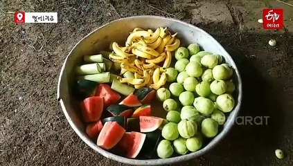 વિશ્વ હાથી દિવસ: હાથી પાળવા હિંમત સાથે ગજુ પણ મોટું રાખવું પડે, મહાવતે ખોલ્યા હાથીના ખોરાક વિશેના સિક્રેટ