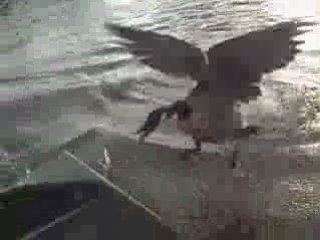 Attaque d'une oie très énervée