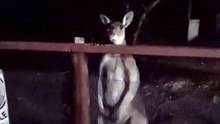 Kangaroo diaries in Australia 🇦🇺