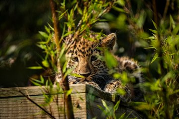 Amur Leopard Cubs take baby steps