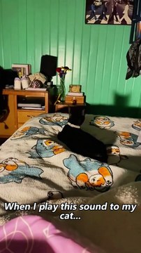 Black Cat Behavior #fyp #foryoupage #funnycats #cutecat #catlover #meow #catlife #catmom #catdad