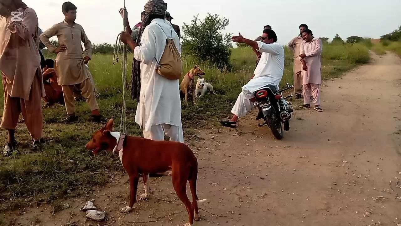 wild boar hunting with dog|| soor Ka Shikar