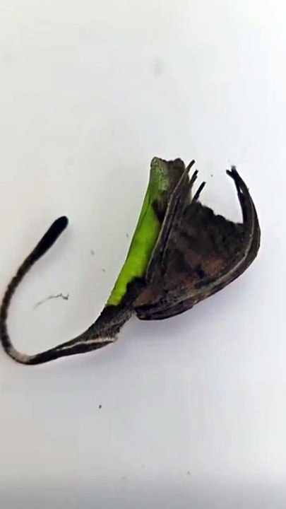 Un insecte incroyable et mystérieux