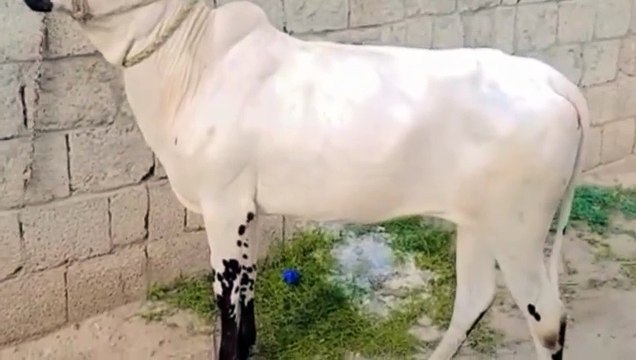 Fatehjangi Cow/Pure Breed Fatehjangi Cow/Healthy Cow/Cow for Calfs/Active Cow/White Cow/Dhanni Cow