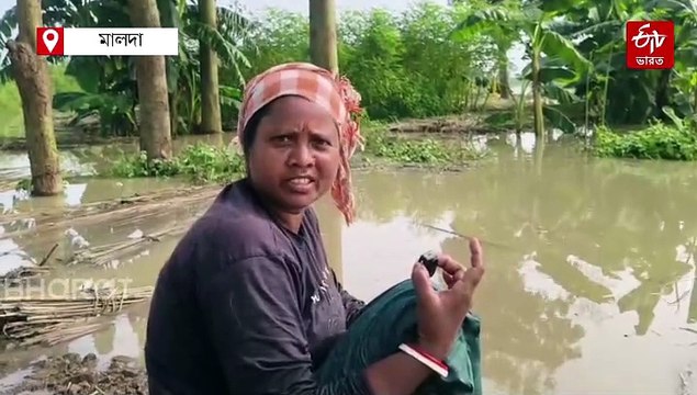 সংকটময় মালদার বন্যা পরিস্থিতি ! গৃহহীন লক্ষাধিক মানুষ, বিপুল ক্ষতি পাট চাষে