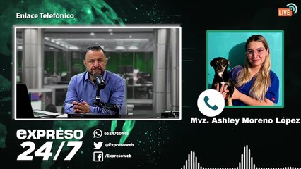 Qué hacer si atropellan a tu mascota: guía de 8 pasos con Ashley Moreno